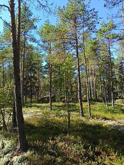Kackurberget 3:10, Lålax 1