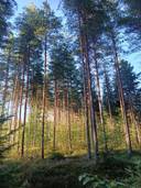 Perämetsä 2:35 1