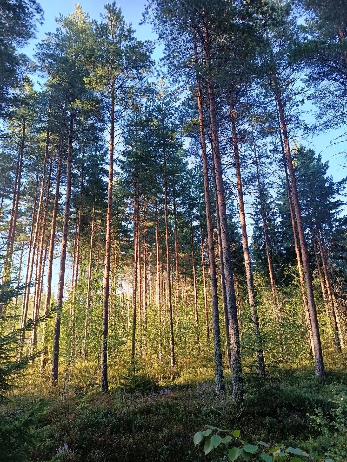 Perämetsä 2:35 1