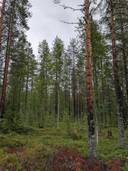 Salmela 777-407-29-7 1