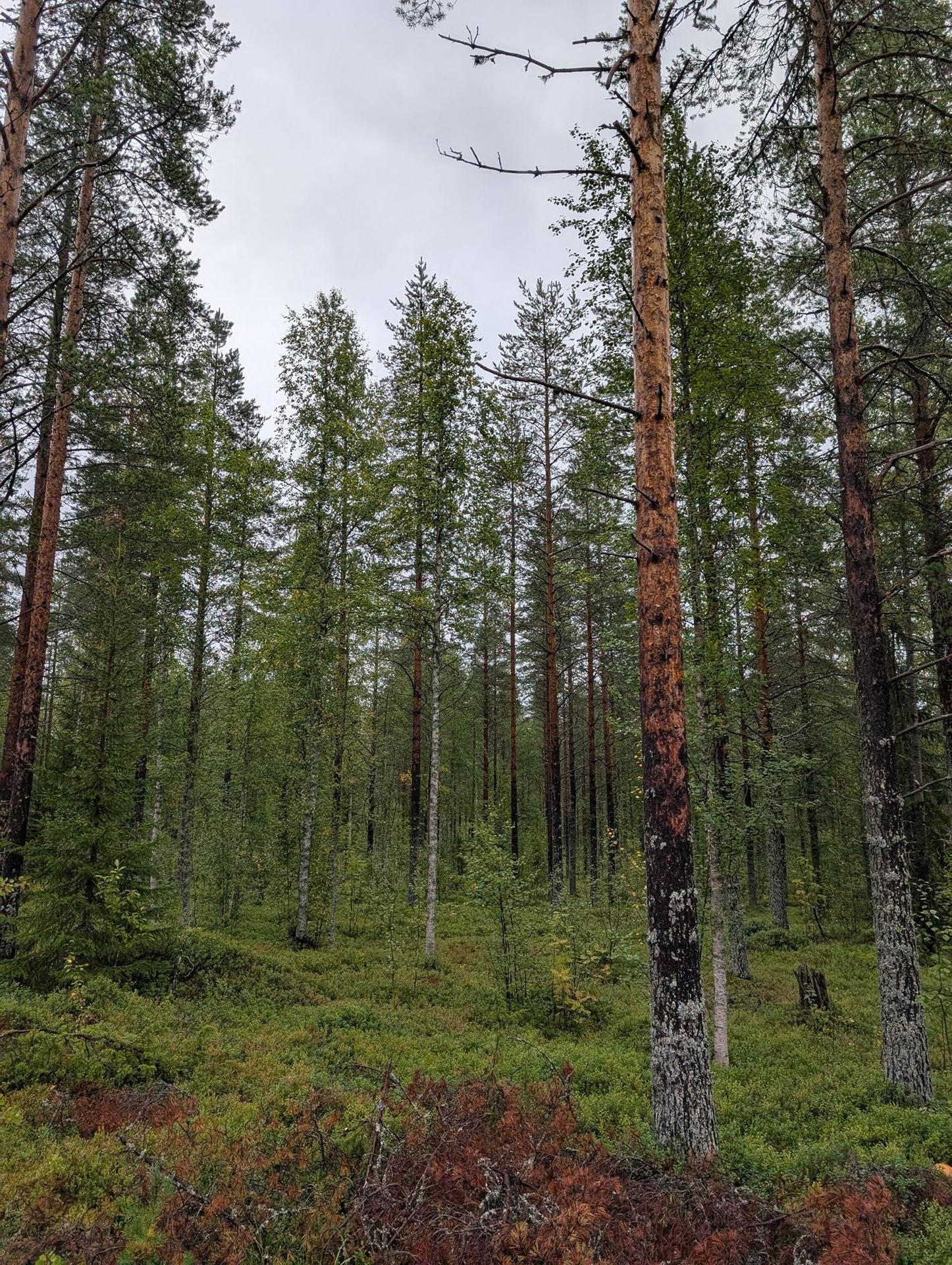 Salmela 777-407-29-7 1
