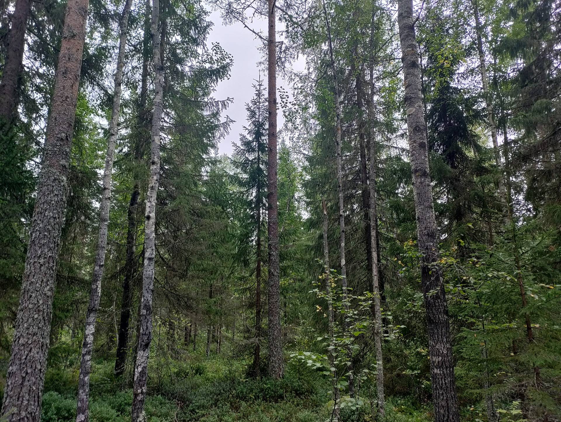 Mäntykari 625-406-6-94 1