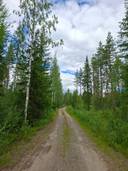 TUKIMETSÄ 422-415-51-22, Pankajärvi 1