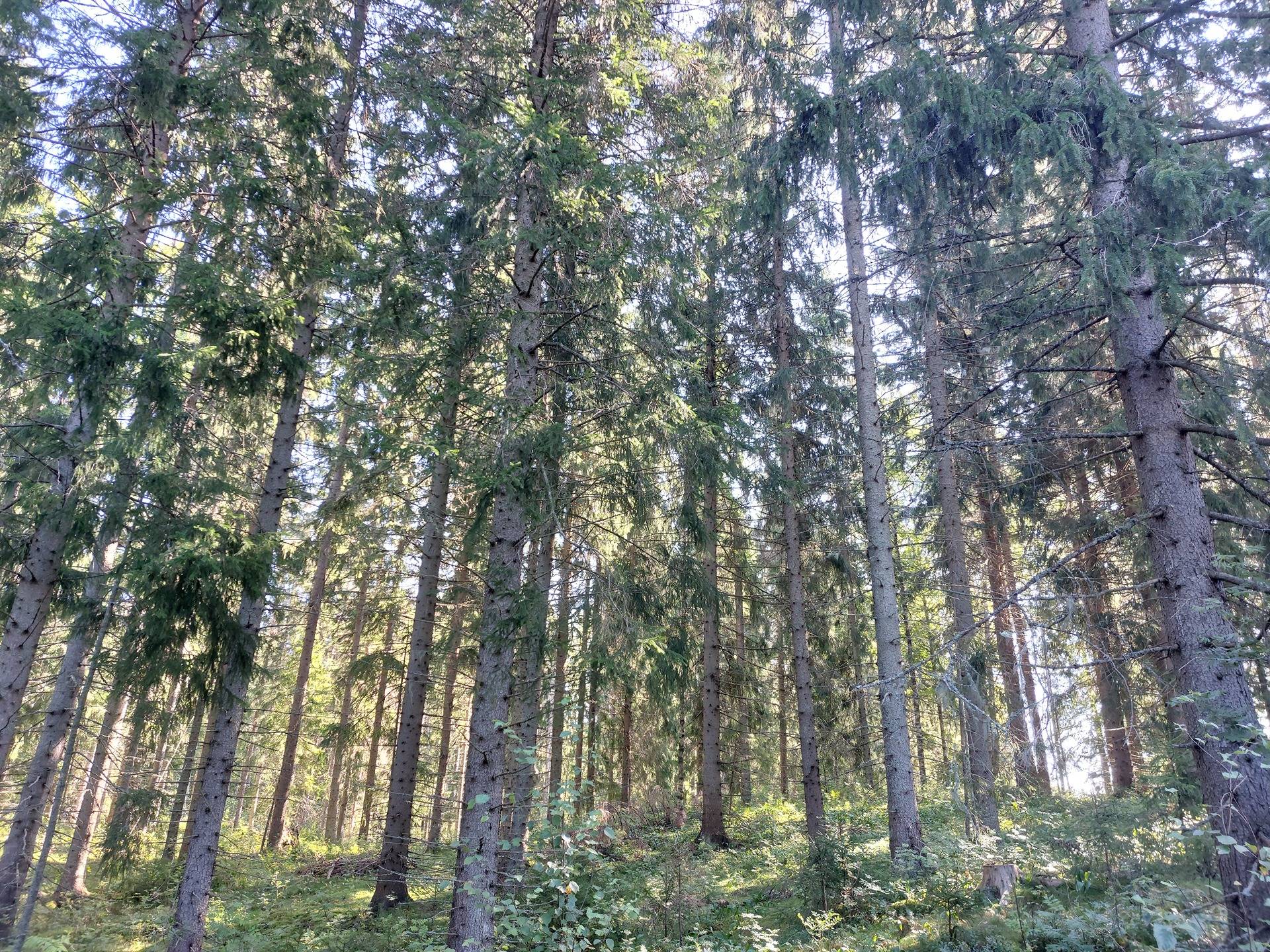 Isoanttila 1:102 kantatila 1