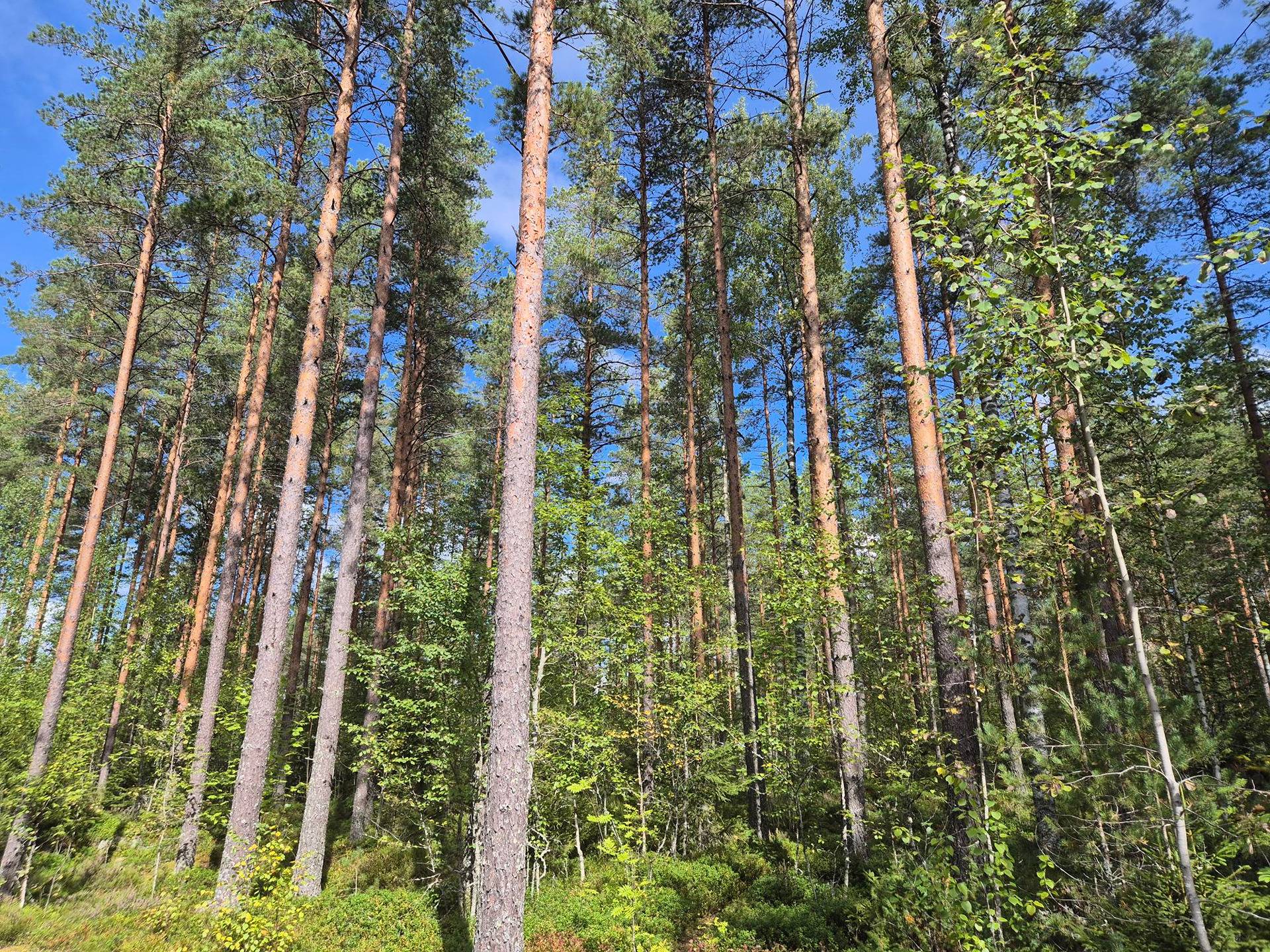 Lahtonen 3:78 1