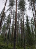 Metsämääräala Kukkula 290-404-51-5 ja Honkapuro 290-404-51-6 1