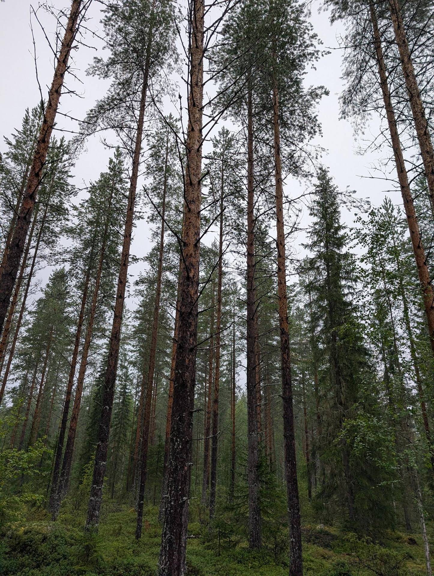 Metsämääräala Kukkula 290-404-51-5 ja Honkapuro 290-404-51-6 1