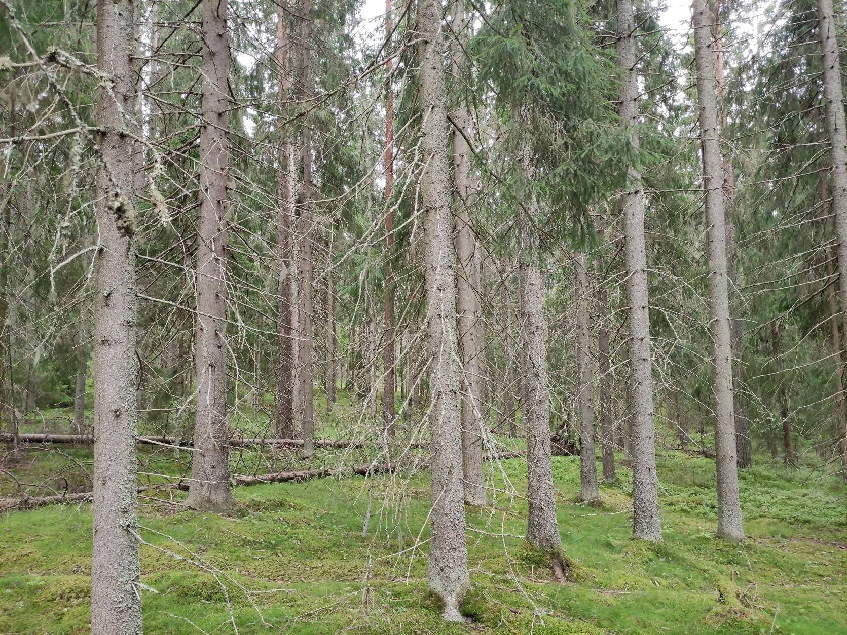 Metsälä 286-407-6-151, Rekola, Kuusankoski 1