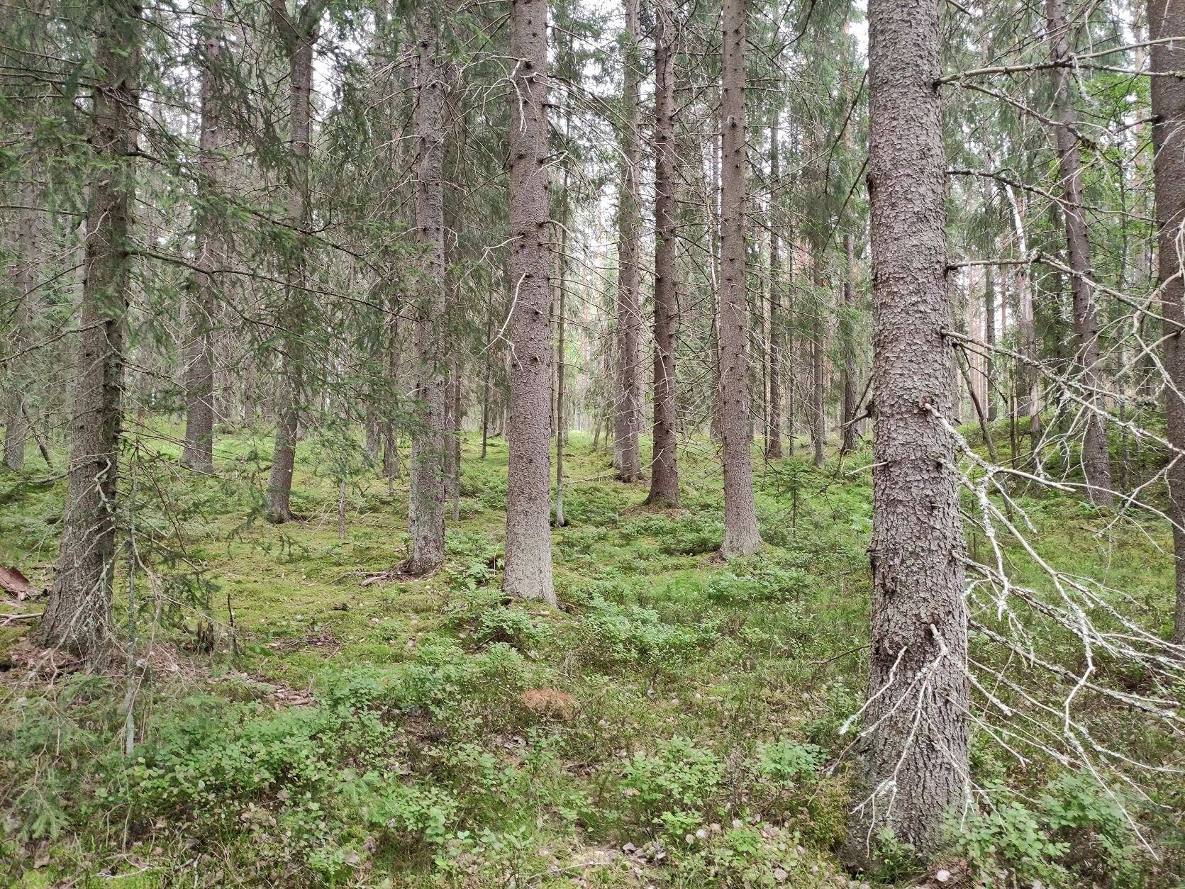 Metsälä 286-407-6-151, Rekola, Kuusankoski 4