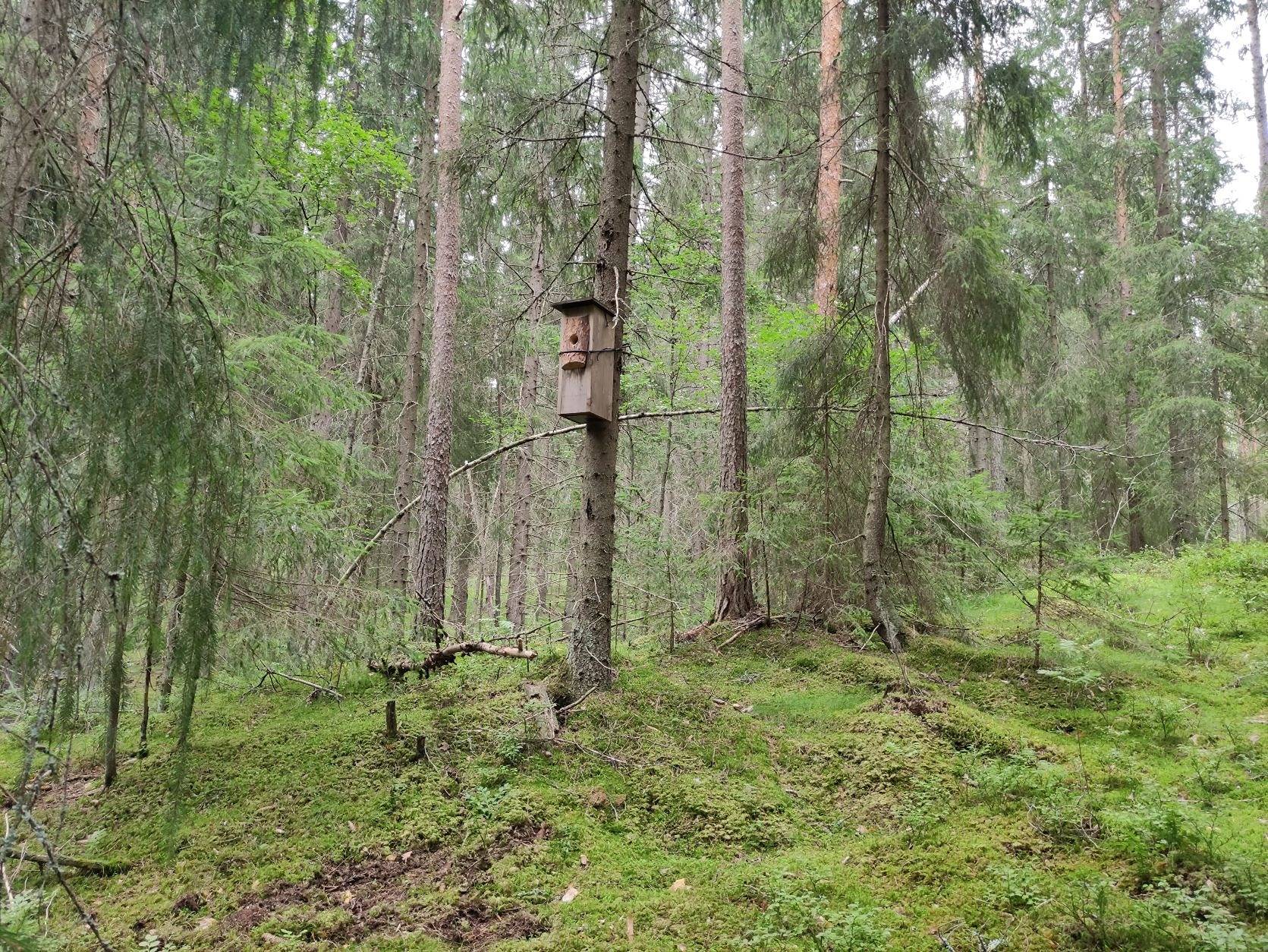 Metsälä 286-407-6-151, Rekola, Kuusankoski 5