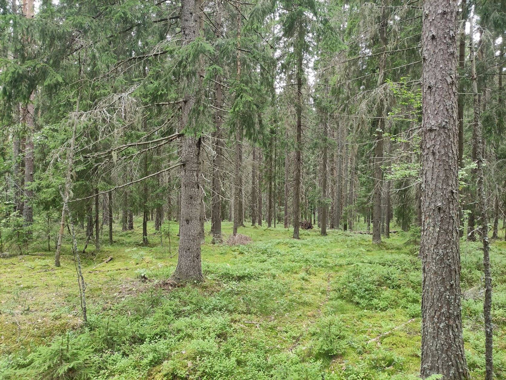 Metsälä 286-407-6-151, Rekola, Kuusankoski 6