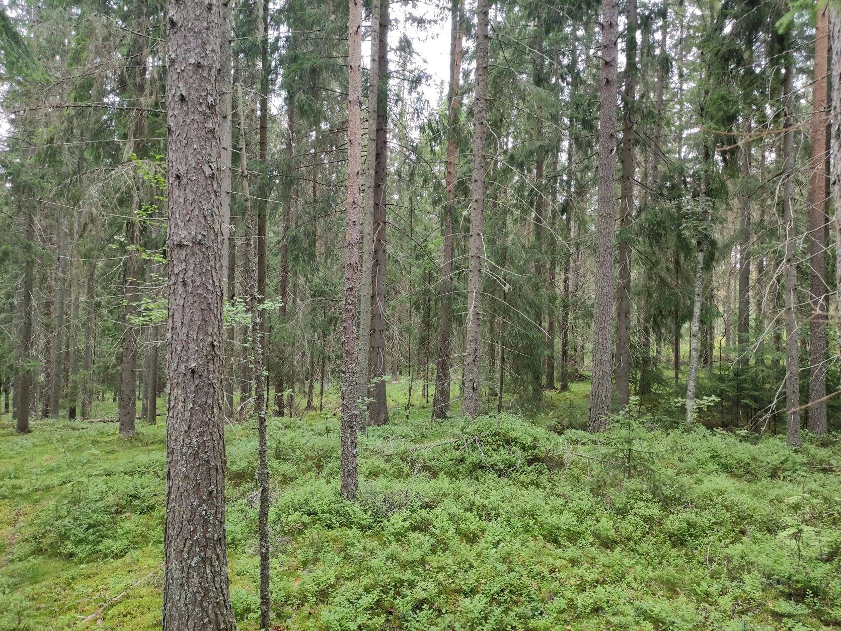 Metsälä 286-407-6-151, Rekola, Kuusankoski 7