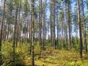 Metsätila (Määräala), noin 4 ha, Vainio; 577-487-1-44, Paimio, Sukselantie. 1