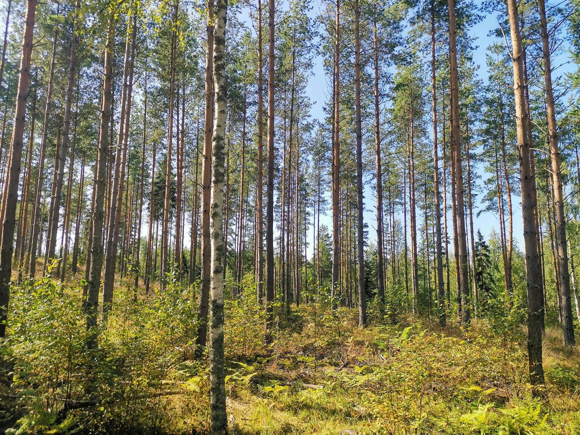 Metsätila (Määräala), noin 4 ha, Vainio; 577-487-1-44, Paimio, Sukselantie. 1
