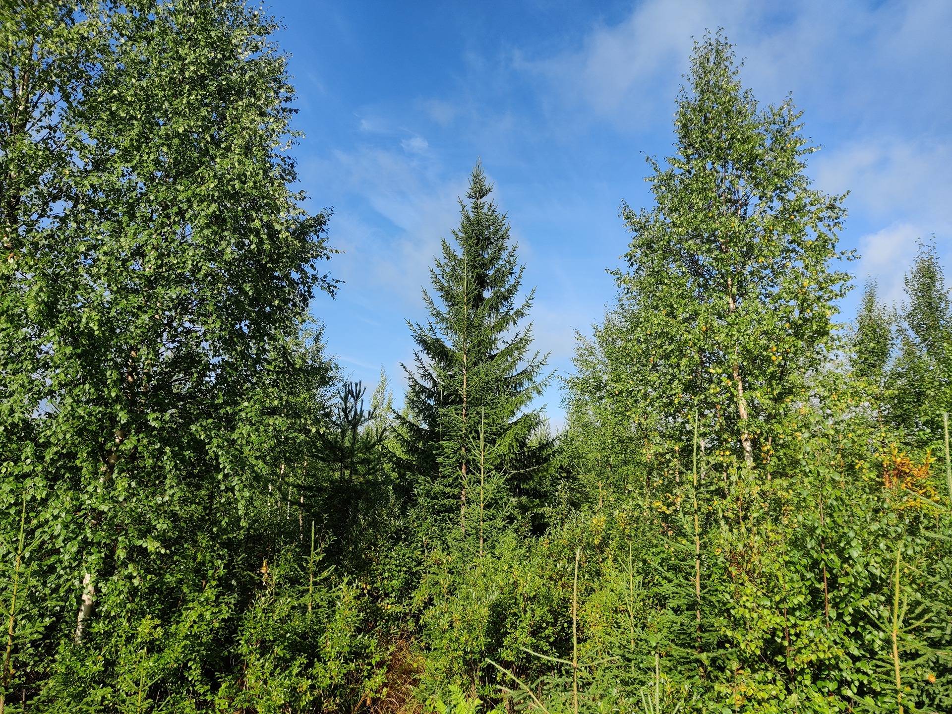 Vähä-Koskela 765-408-188-1 1