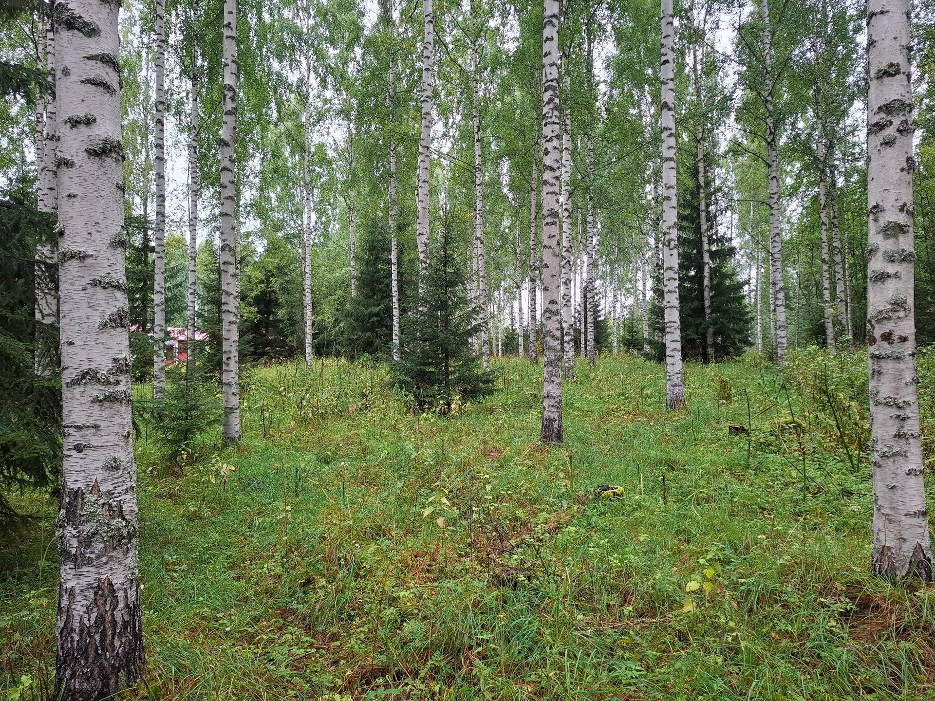 IMMOLA 707-411-13-17 ja IMMOLA 707-411-8-25, Rasivaara 1