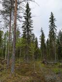 Metsämääräala Terva-Aho 697-401-151-0 1