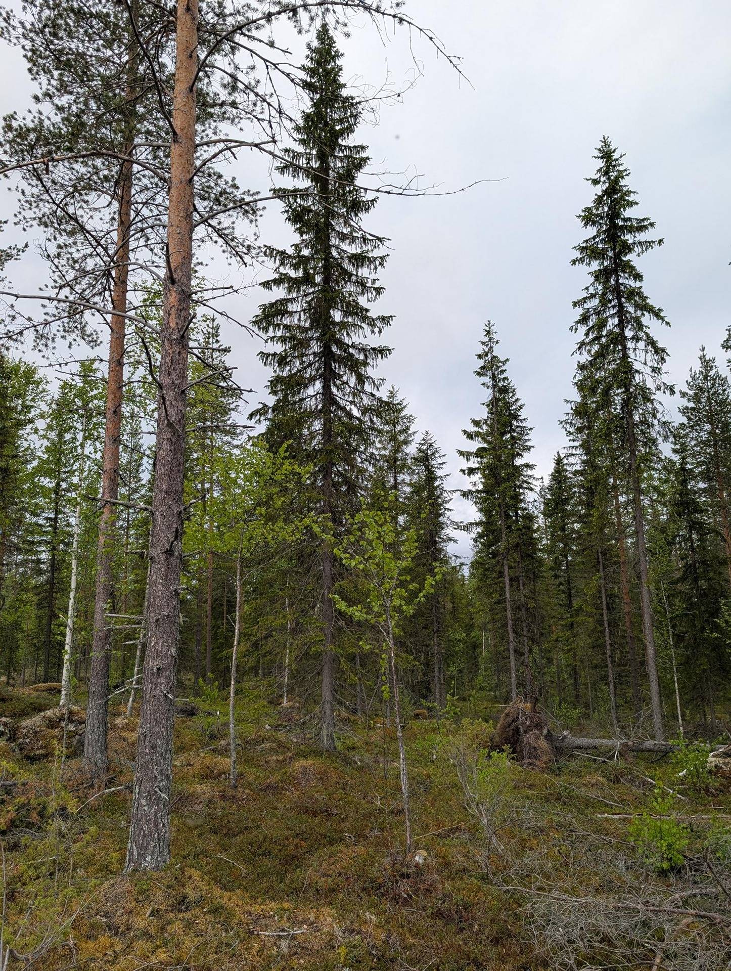 Metsämääräala Terva-Aho 697-401-151-0 1