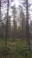 Heiskari 698-402-142-9 määräala 1