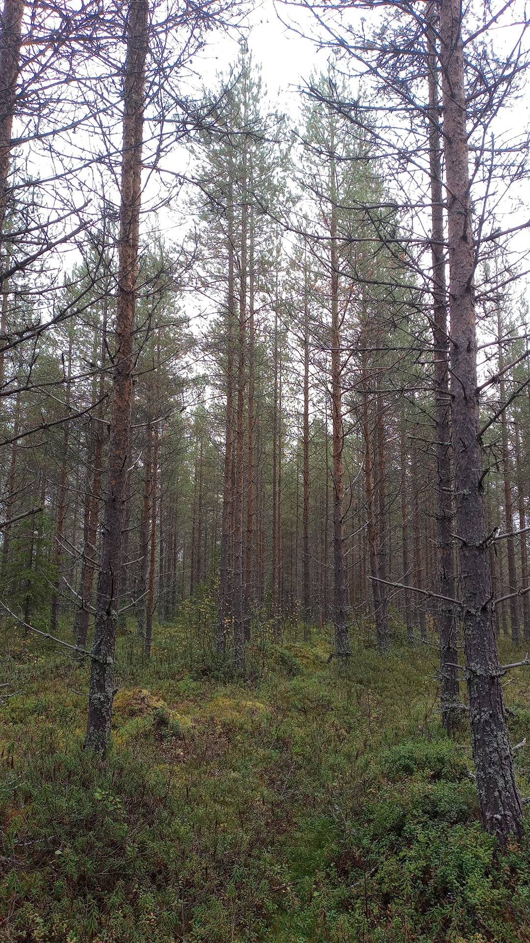 Heiskari 698-402-142-9 määräala 1