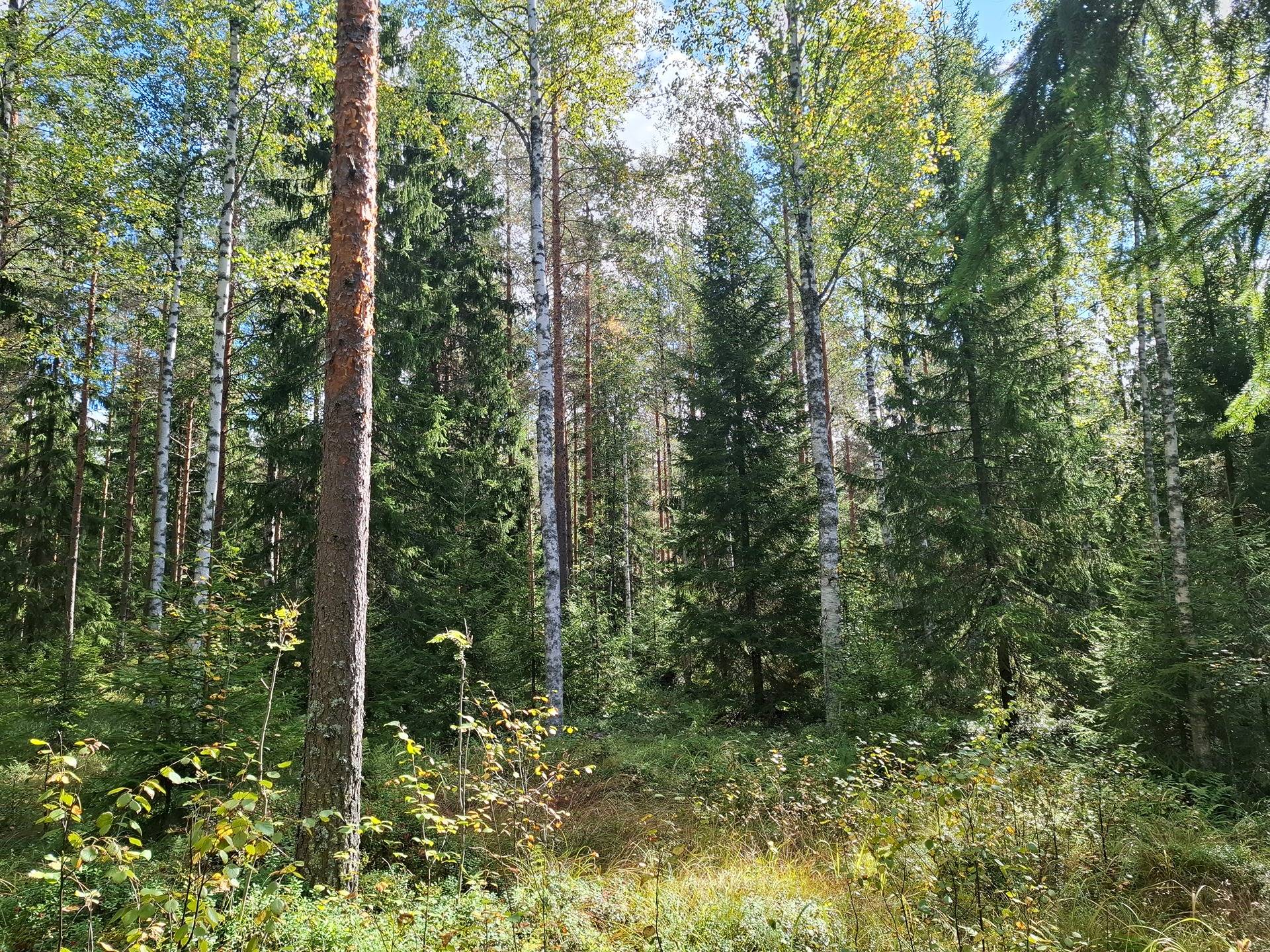 Vesakallio 1:109 määräala 1