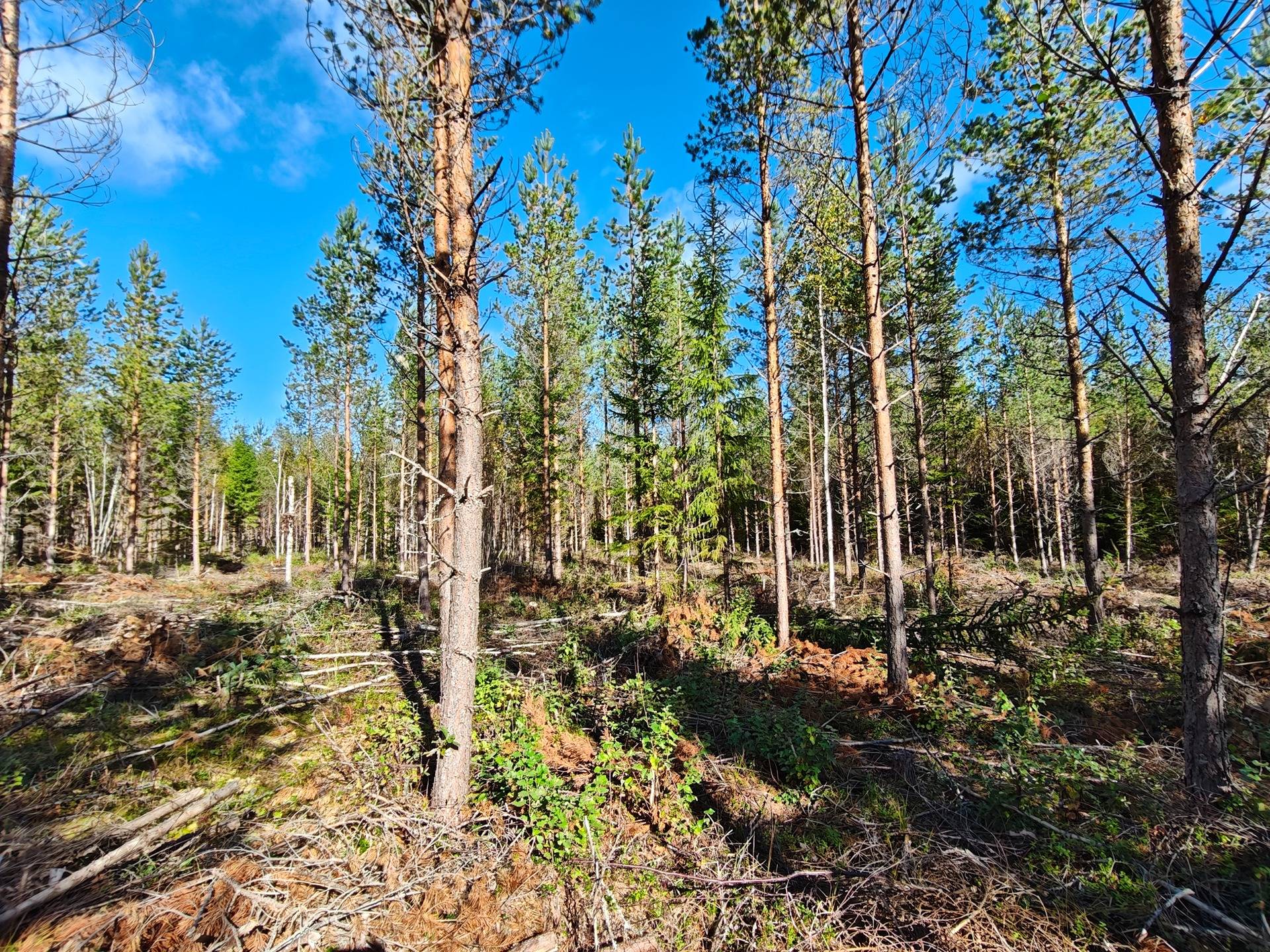 Holmström 7:58, Tjöck/Tiukka 1