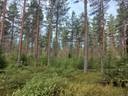 Aro, Ikkeläjärvi, Korkeakangas 1