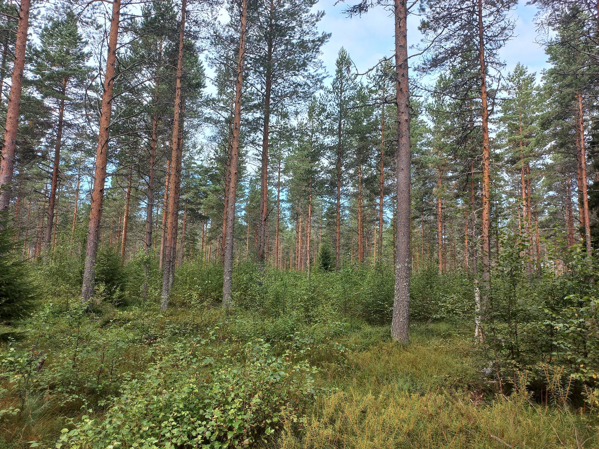 Aro, Ikkeläjärvi, Korkeakangas 1