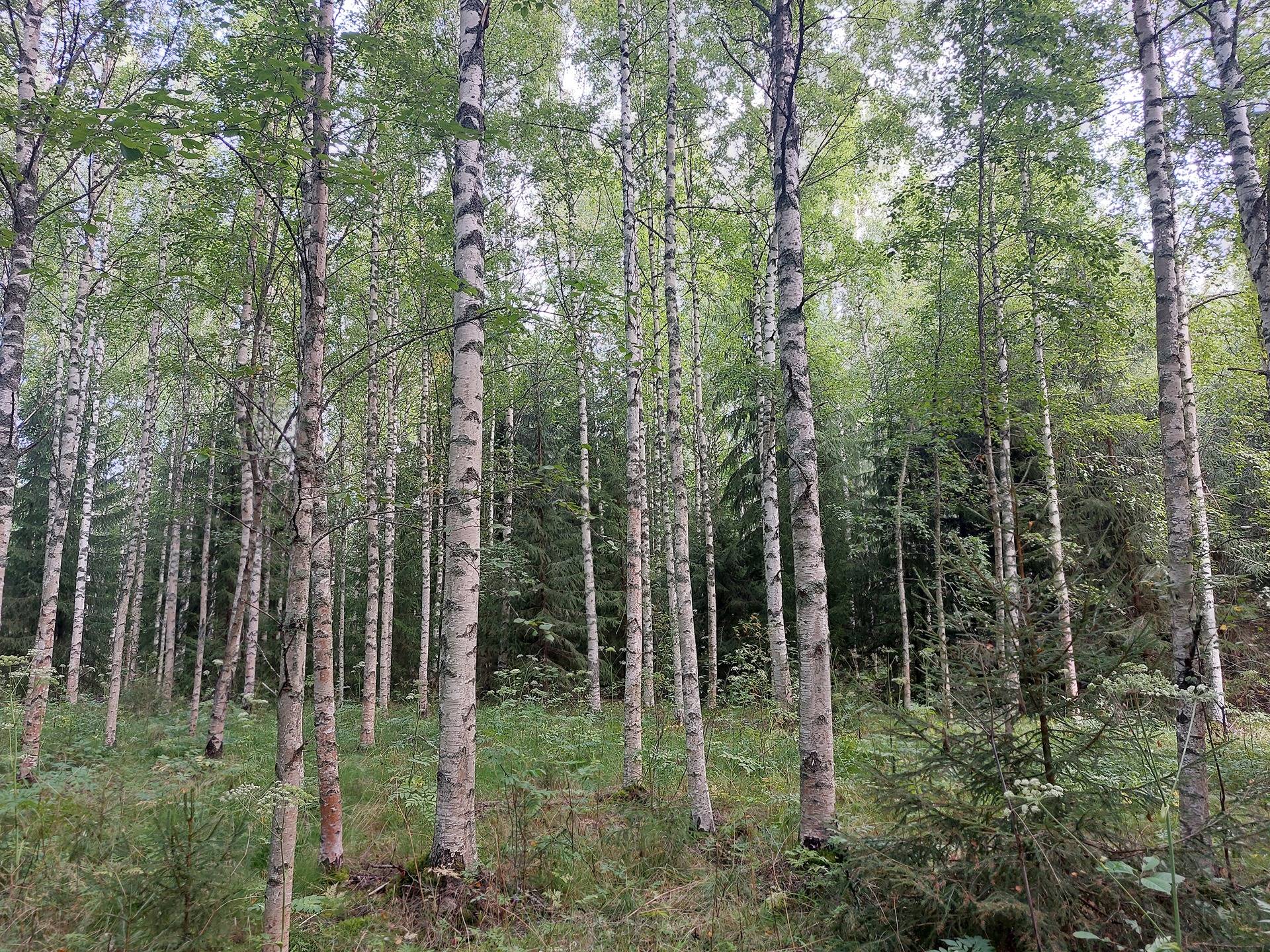 Tyynelä 405-425-1-14 1
