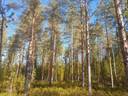 Lisä-Kaunikkilahti 592-404-2-359 1