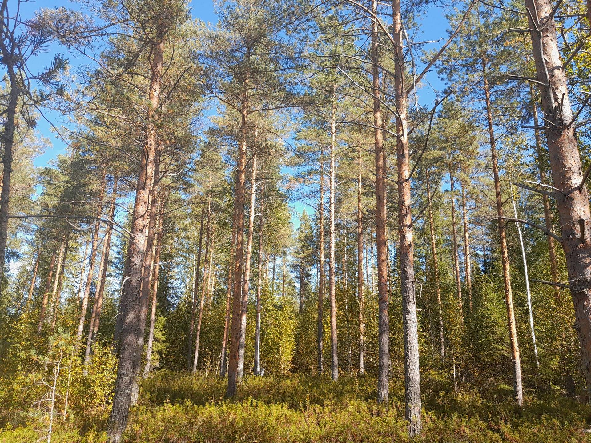 Lisä-Kaunikkilahti 592-404-2-359 1