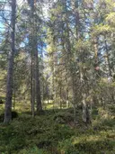 Metsämaa 1