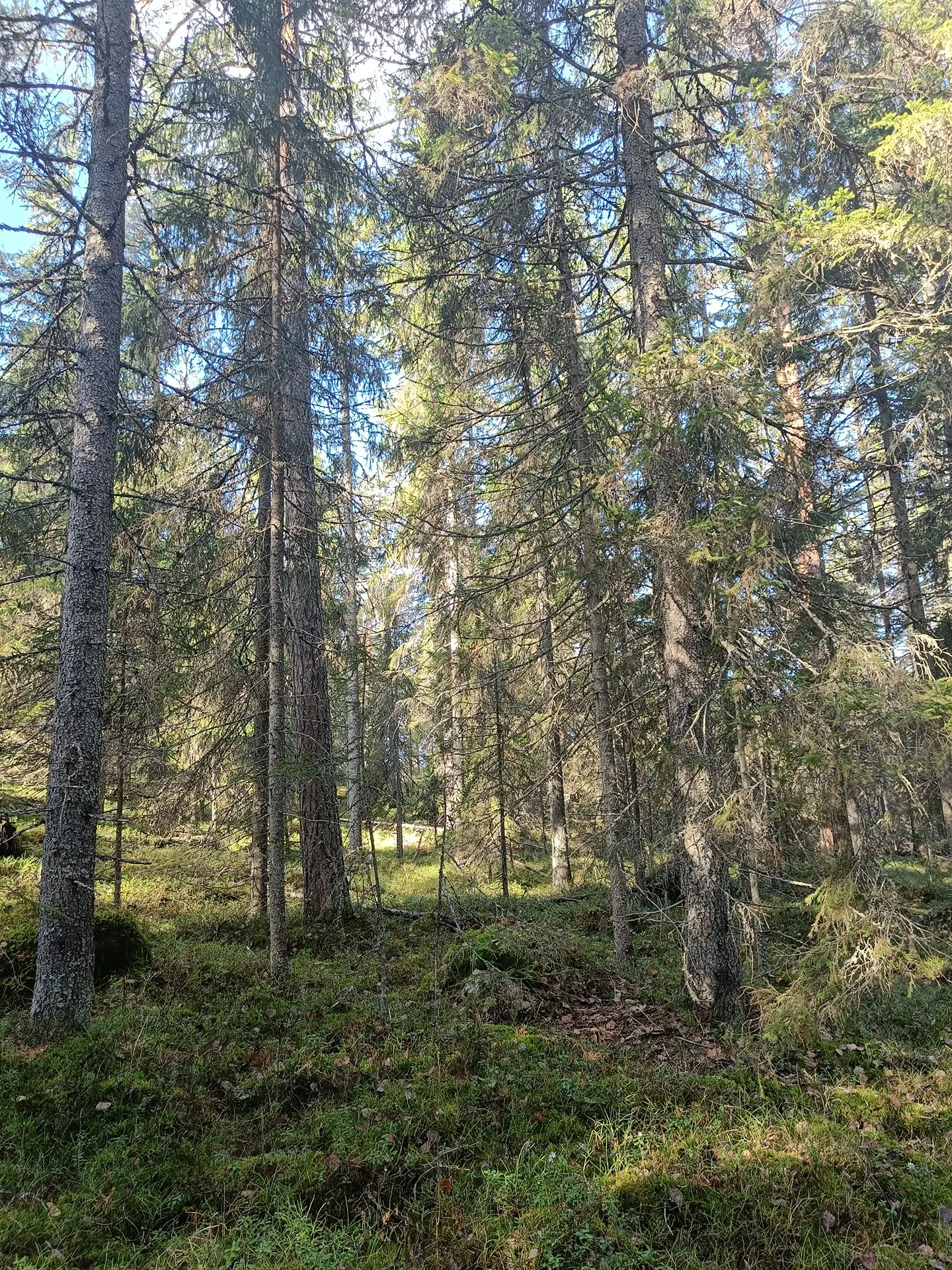 Metsämaa 1