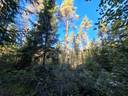 Määräala Koivulan tilasta 678-415-211-0 1