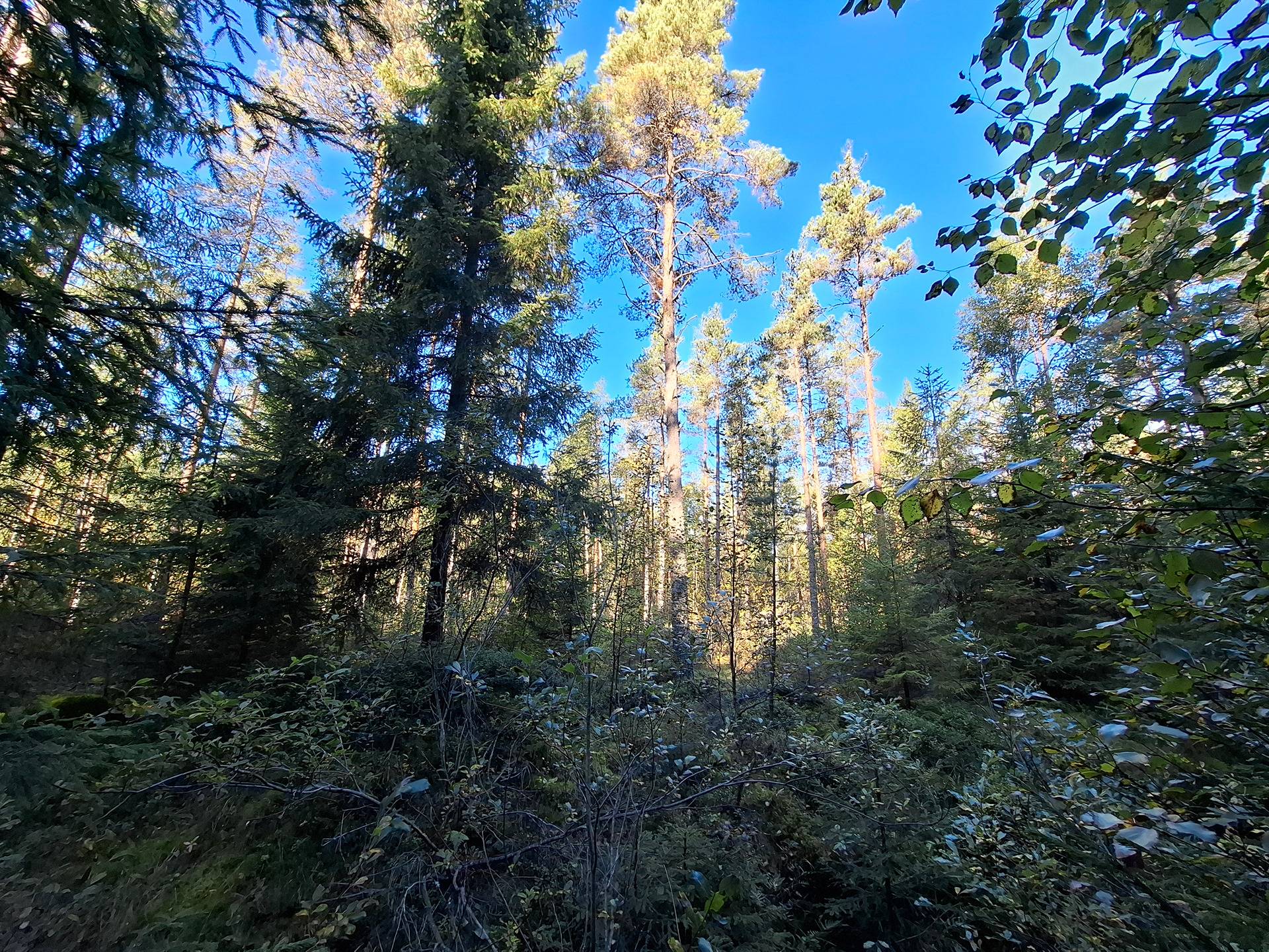 Määräala Koivulan tilasta 678-415-211-0 1
