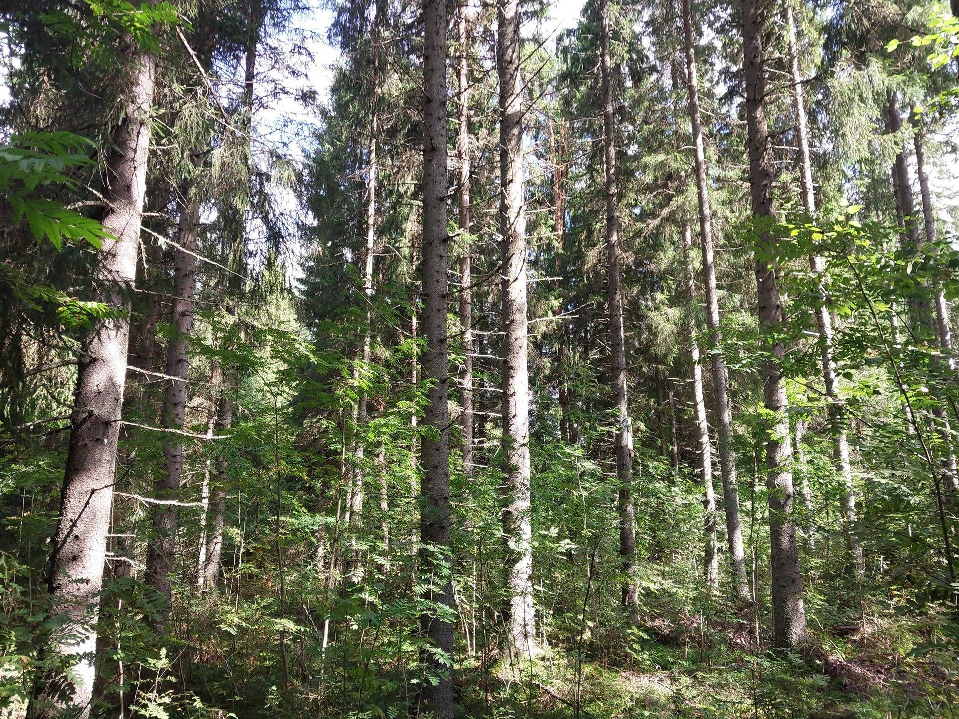 Jokelanmetsä 178-453-5-43, Jokela 178-453-1-27 1