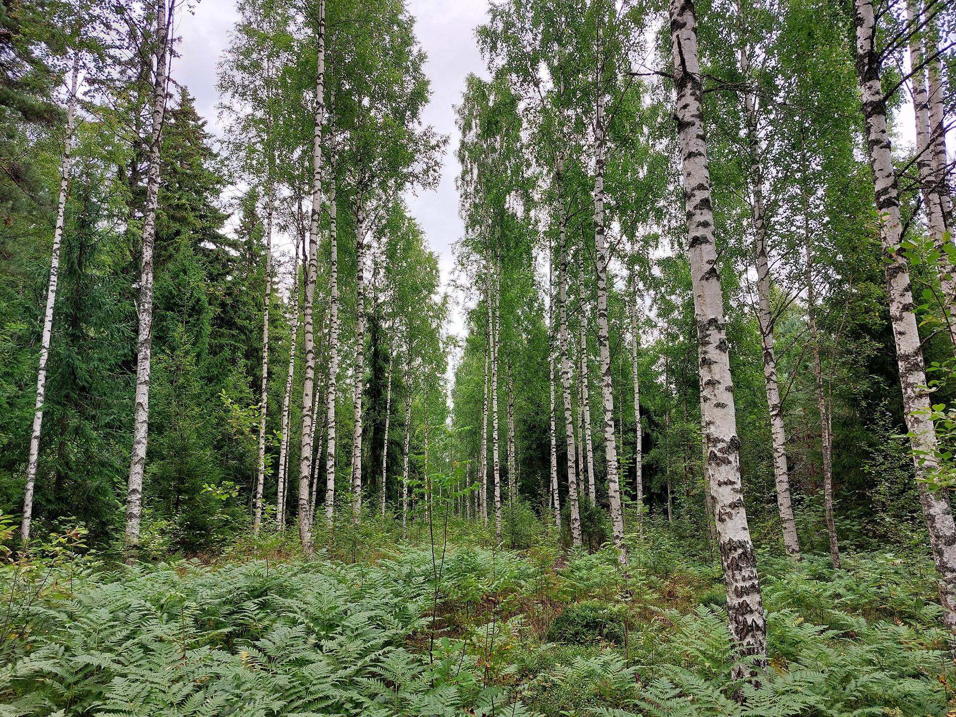 Riihipelto 831-421-1-32, määräala 1