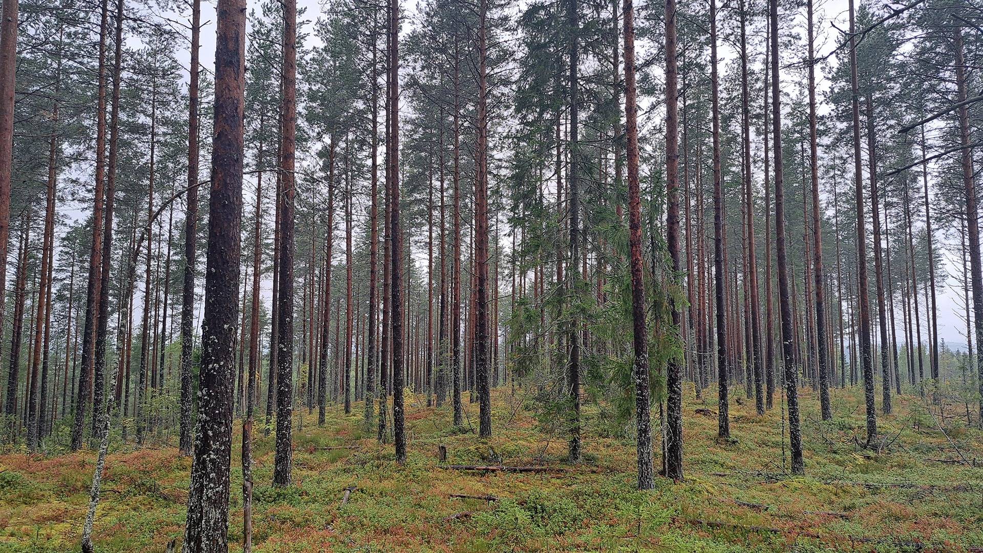 Hepomäki 46-406-2-19 ja Ramila 46-406-2-25 1