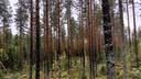 Ilvesvuori 593-431-11-30 1