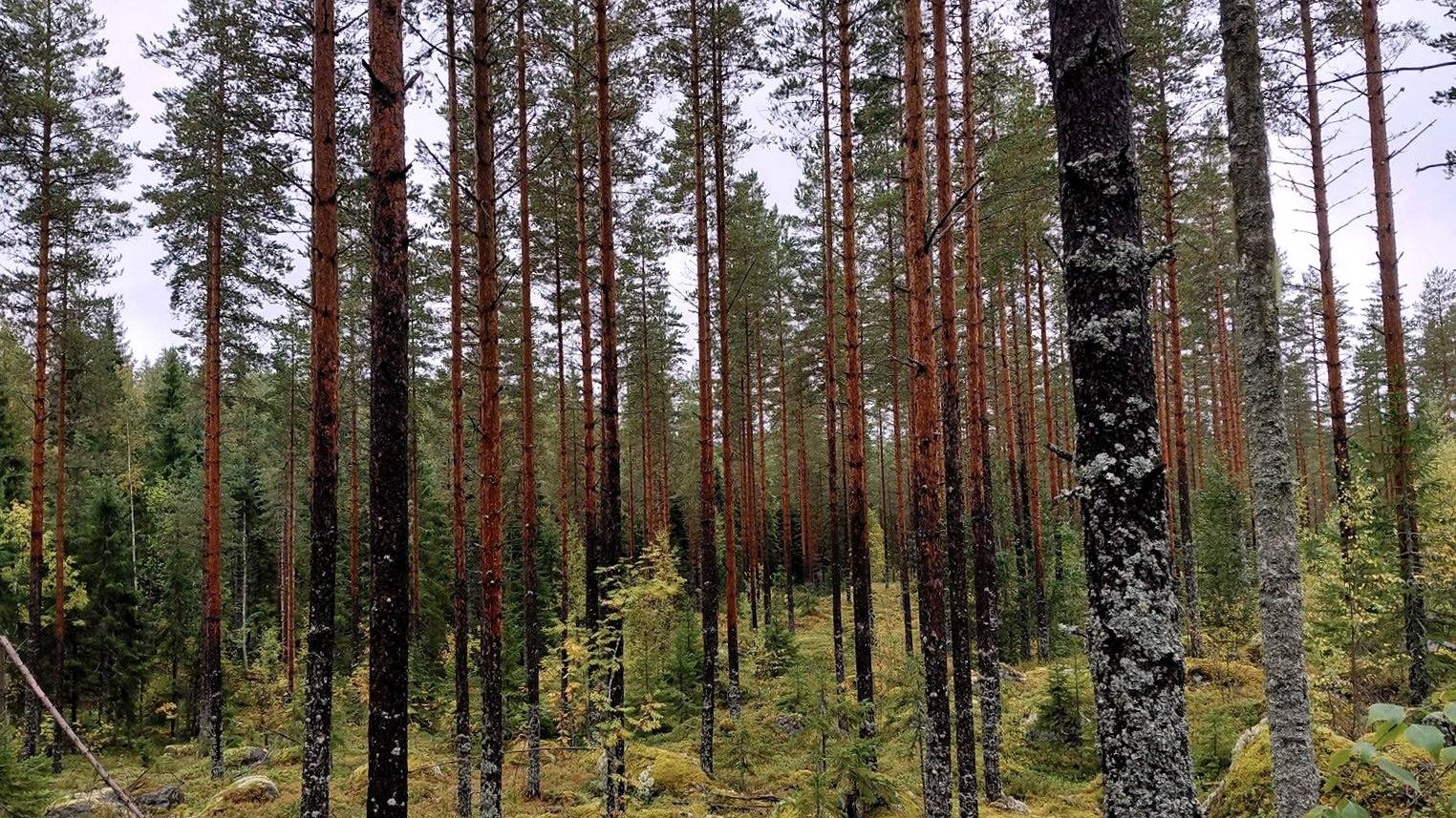 Ilvesvuori 593-431-11-30 1