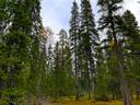 Petäjävaara 732-412-12-0 ja Sallan yhteismetsäosuus 0,125000 1