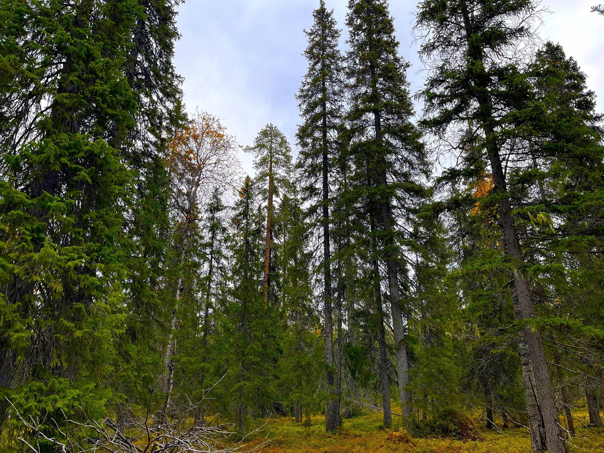 Petäjävaara 732-412-12-0 ja Sallan yhteismetsäosuus 0,125000 1