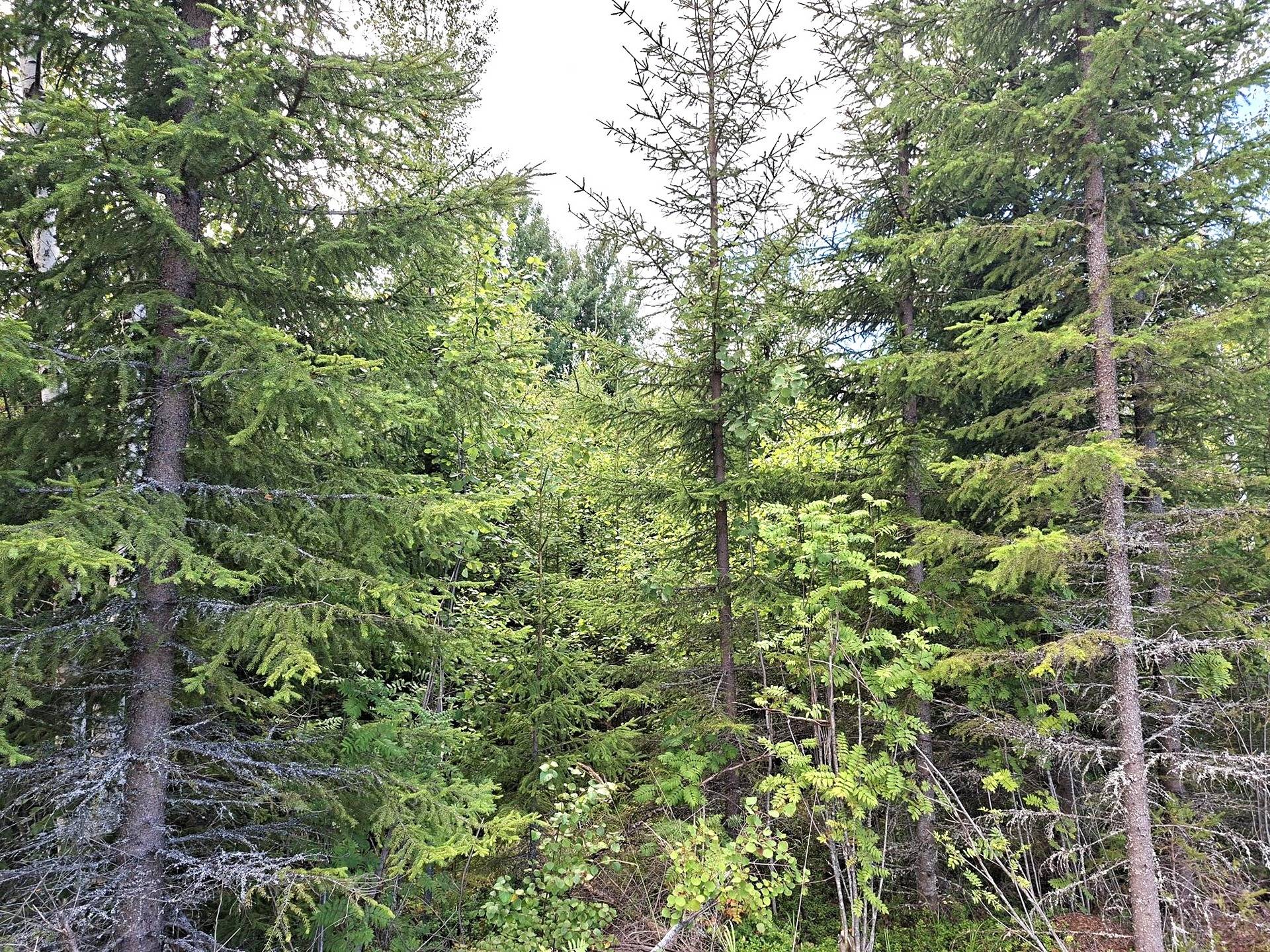 Metsätila Mustikka 2:76 1
