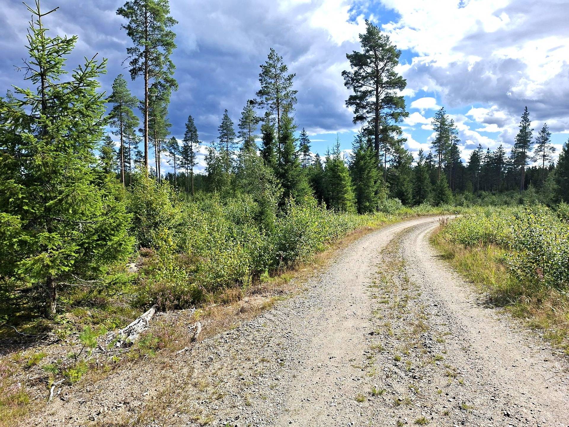 Metsätila Lisä-Koivisto 93:0 1