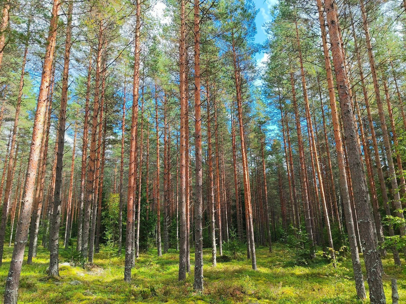 Jokela 489-409-8-86 (määräala) 1