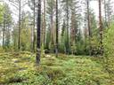 Metsätilat Jukansalo 8:220 ja Konttineva 8:242 1