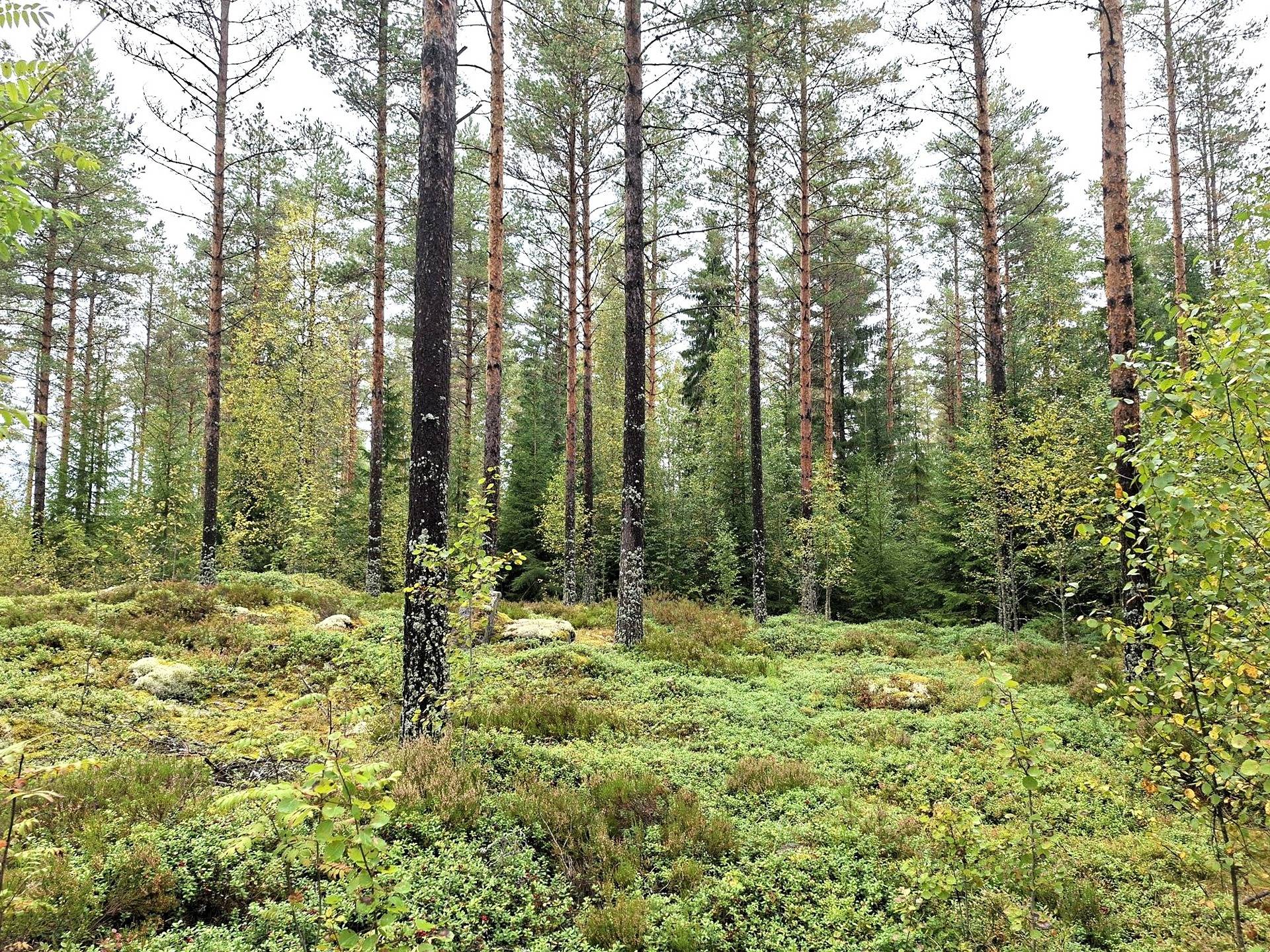 Metsätilat Jukansalo 8:220 ja Konttineva 8:242 1