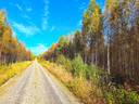Halsua Ylikylä PUROLA 1:281 metsäpalsta noin 24,7 ha 1