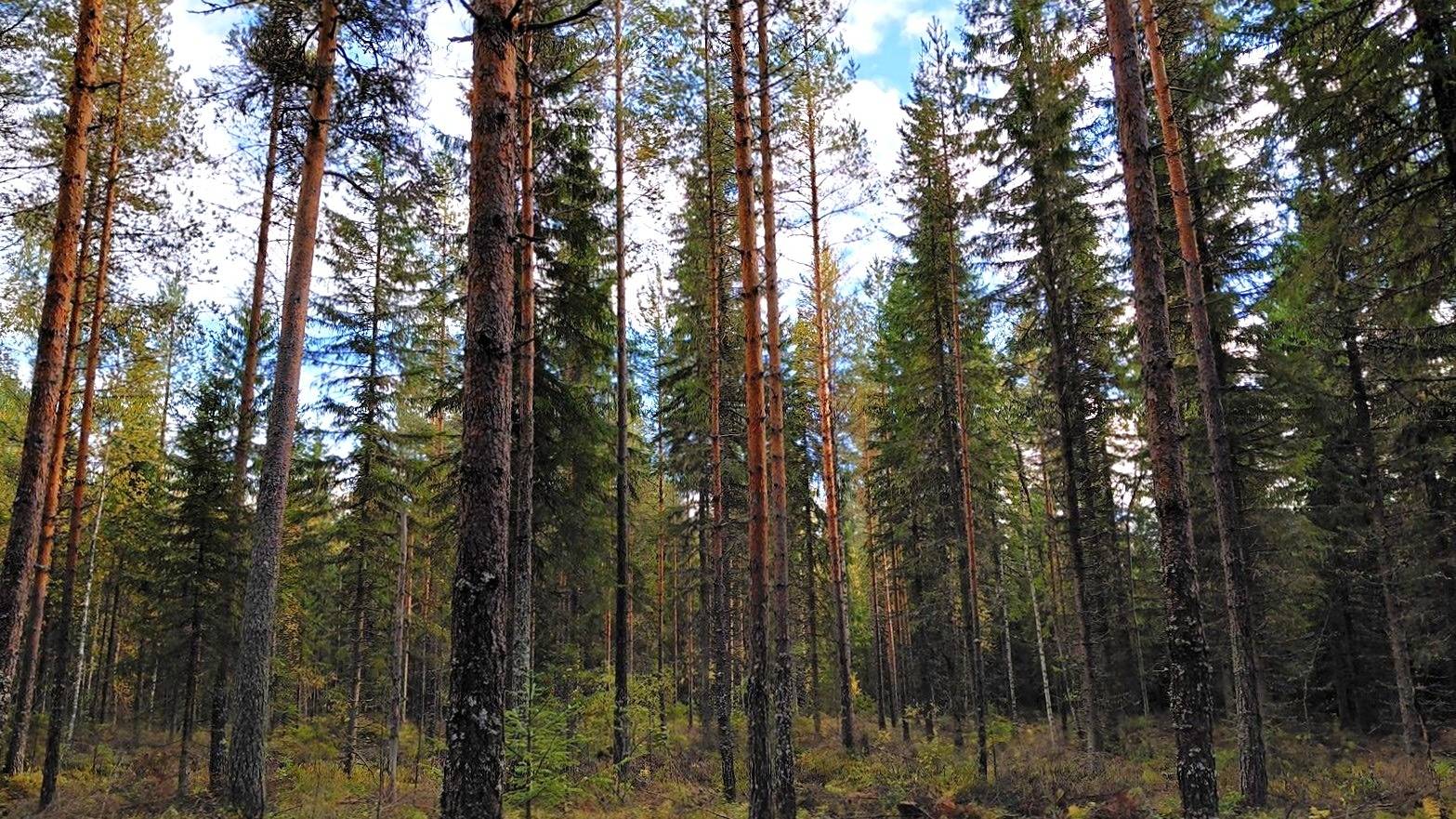 Mäntykangas 593-416-1-121 1