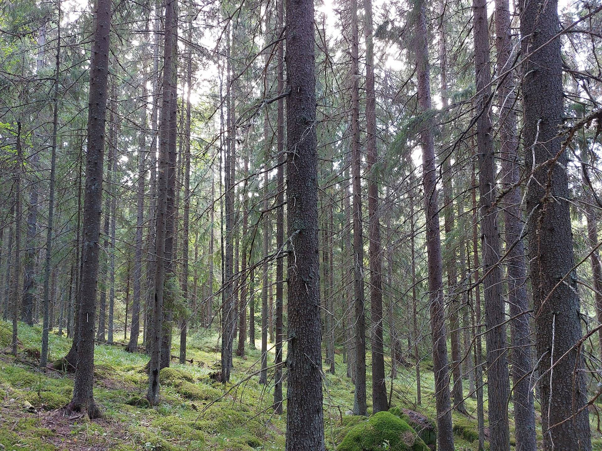 Ikola 5:43 määräala 1